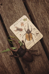 Beetles Tile