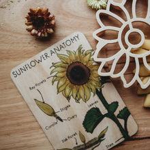 Load image into Gallery viewer, Sunflower Anatomy Tile