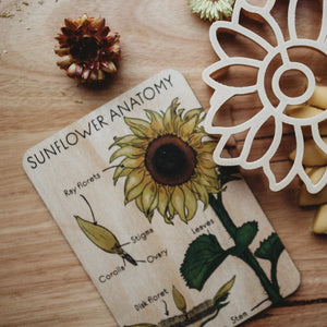 Sunflower Anatomy Tile