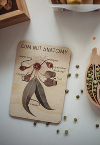 Gum Nut Anatomy Tile