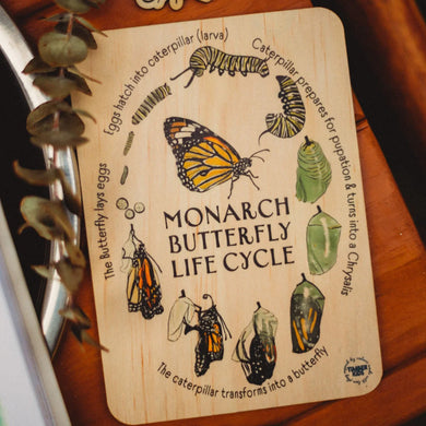 Monarch Butterfly Life Cycle Tile