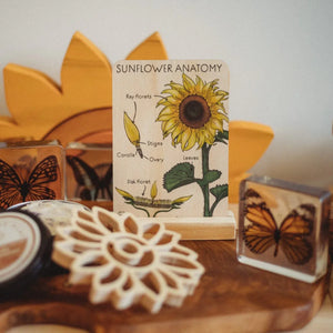 Sunflower Anatomy Tile