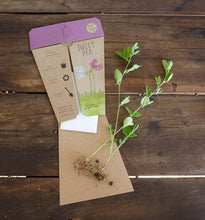 Load image into Gallery viewer, Gift of Seeds - Sweet Pea