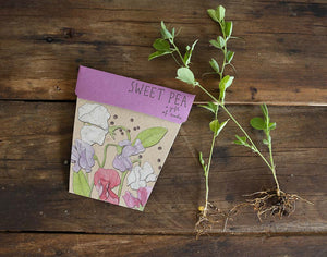 Gift of Seeds - Sweet Pea